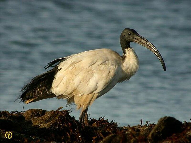 African Sacred Ibis, identification