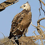 Aigle martial
