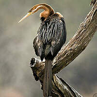 Anhinga d'Afrique