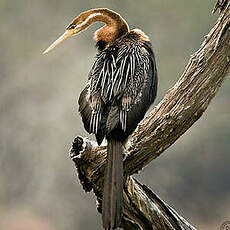 Anhinga d'Afrique