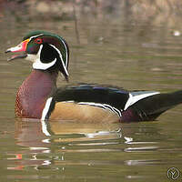 Canard carolin