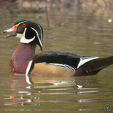 Canard carolin