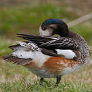 Canard de Chiloé