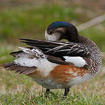 Canard de Chiloé