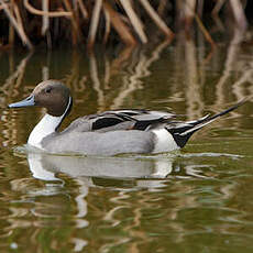 Canard pilet