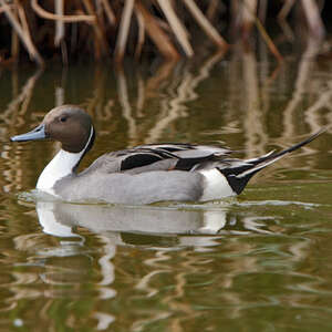 Canard pilet