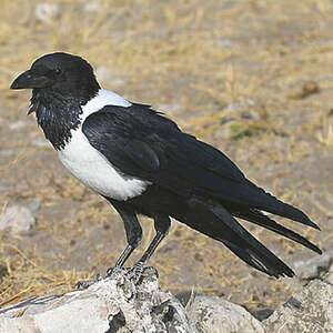 Pie, corbeau, corneille : à Tarascon une amoureuse des corvidés chasse la  mauvaise image de ces oiseaux de malheur