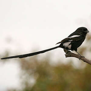 Corvinelle noir et blanc