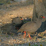 Francolin à bec rouge