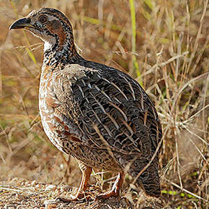 Francolin de Shelley