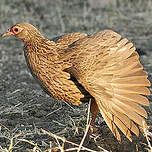 Francolin de Swainson