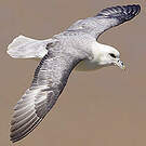 Fulmar boréal