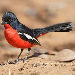 Gonolek Rouge Et Noir Laniarius Atrococcineus