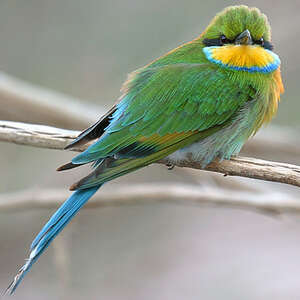 Swallow-tailed Bee-eater - Merops hirundineus