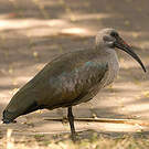 Ibis hagedash