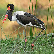 Jabiru d'Afrique