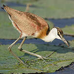 Jacana à poitrine dorée