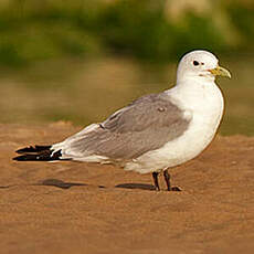 Mouette tridactyle