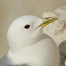 Mouette tridactyle