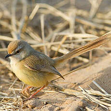 Prinia à plastron