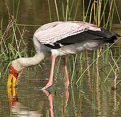 Tantale ibis