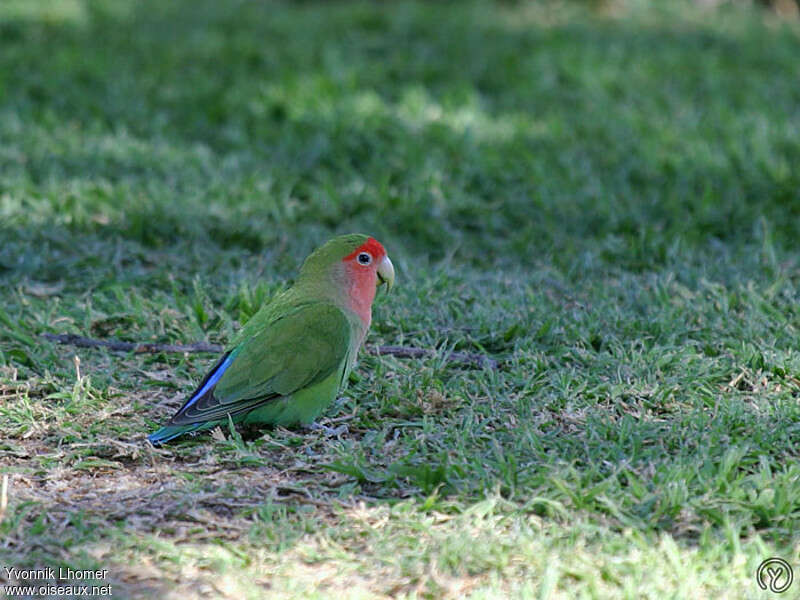 Rosy-faced Lovebirdadult breeding, identification