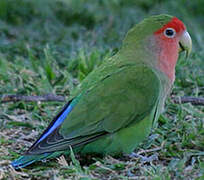 Rosy-faced Lovebird