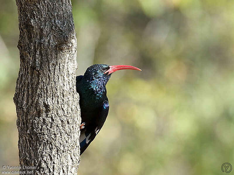 Irrisor moqueuradulte, identification