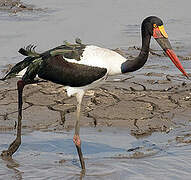 Saddle-billed Stork