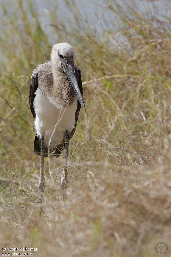 Jabiru d'Afriquejuvénile, identification