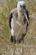 Jabiru d'Afrique