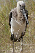 Saddle-billed Stork