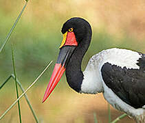 Saddle-billed Stork