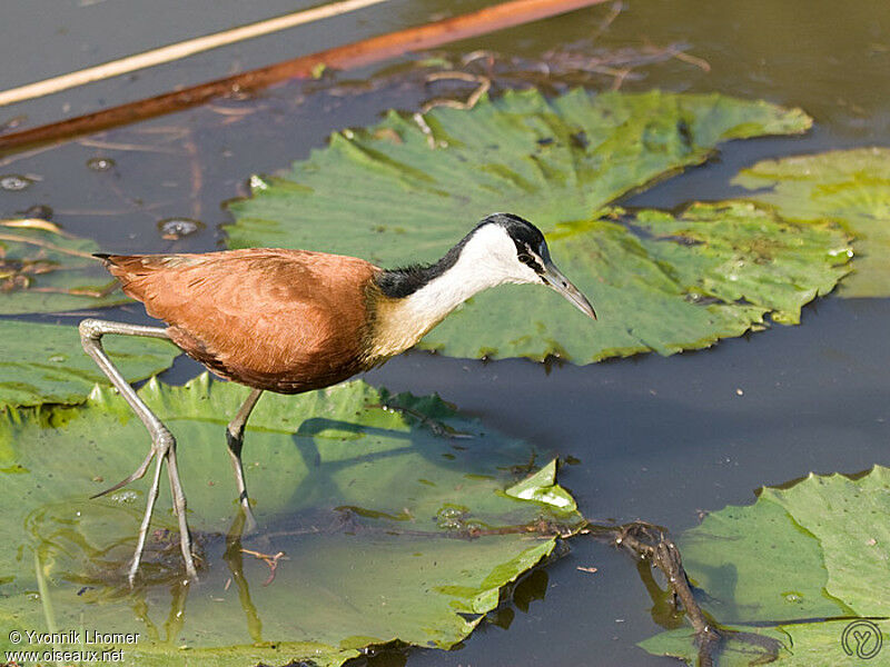 African Jacanaimmature, identification