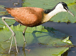 Jacana à poitrine dorée