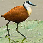 Jacana à poitrine dorée