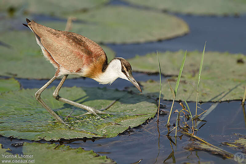 Jacana à poitrine doréejuvénile, pêche/chasse