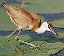 Jacana à poitrine dorée