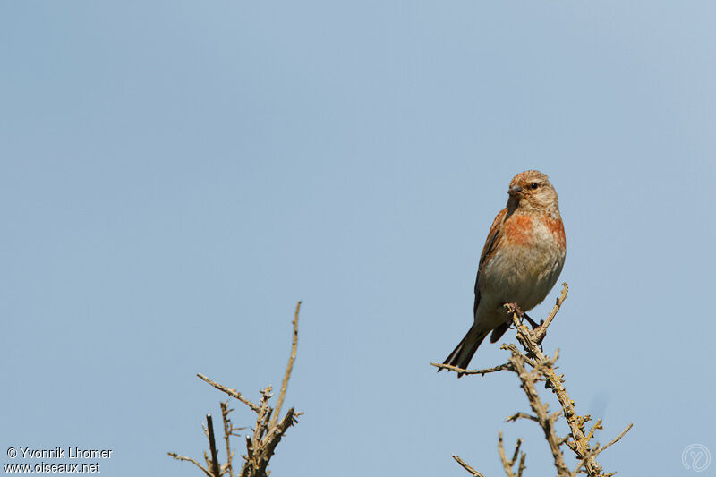 Linotte mélodieuse mâle adulte nuptial, identification