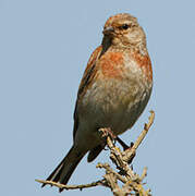 Common Linnet