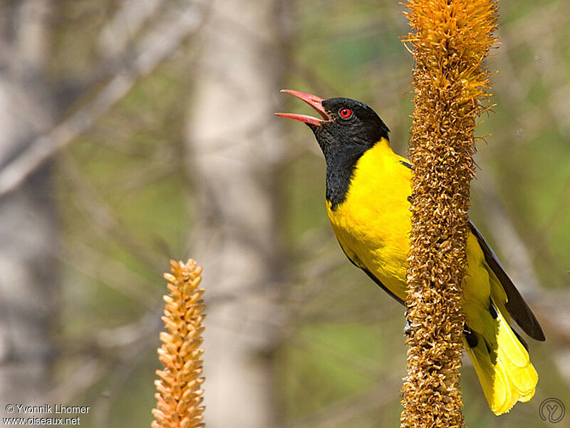 Black-headed Orioleadult, identification