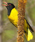 Black-headed Oriole