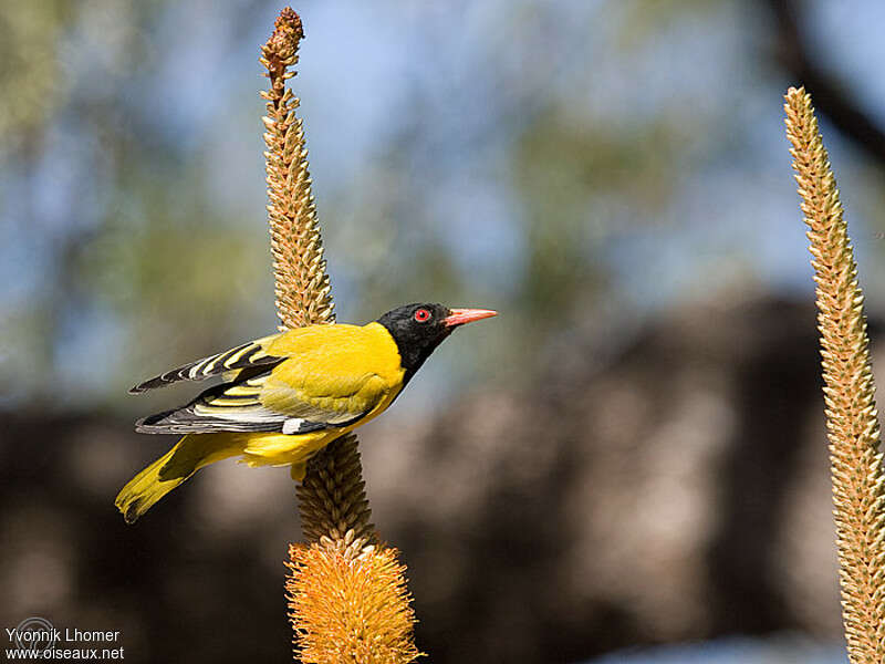 Black-headed Orioleadult, identification