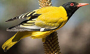 Black-headed Oriole