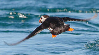 Atlantic Puffin