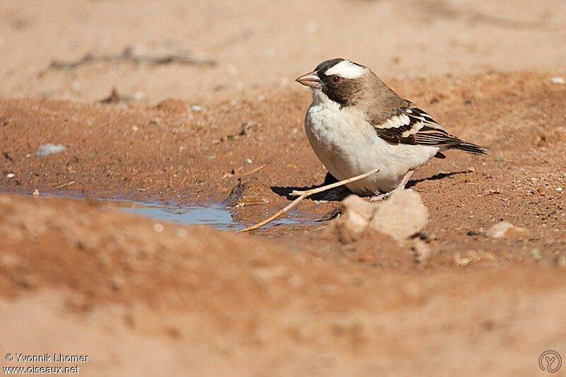 White-browed Sparrow-Weaveradult, identification