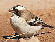 White-browed Sparrow-Weaver