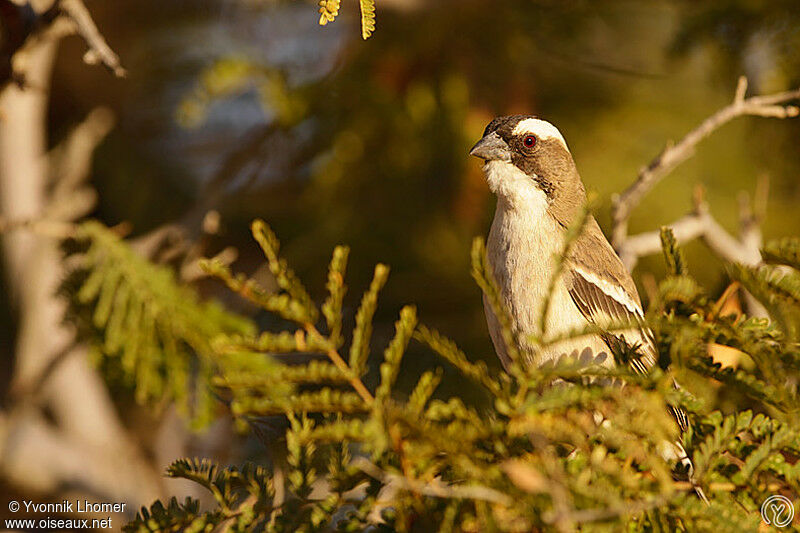 White-browed Sparrow-Weaveradult, identification