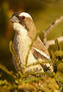 White-browed Sparrow-Weaver