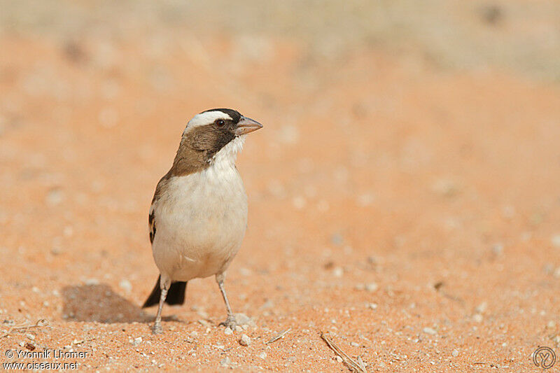 White-browed Sparrow-Weaveradult, identification